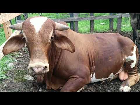 Feria ganadera San Francisco cundinamarca.