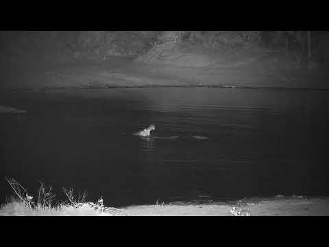 Djuma: Two Hippos interacting-fighting-dominance or mating displays? - 01:48 - 10/30/21