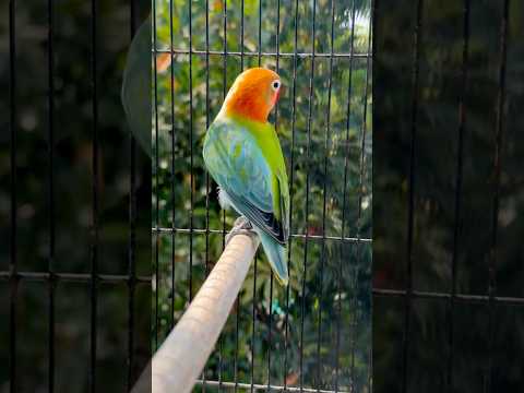 Sans - Lovebird - Misc Originals