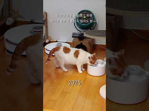 꽁꽁 얼어붙은 한강 위의 고양이 근황