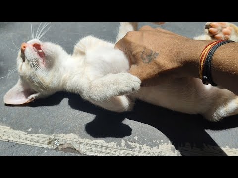 New video 😁 angry 😡 cat 🐈#catlovers #cat #funnujokes #catvideos #viralvideo #sangamesh#redcat 