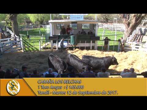12-09-17 Venta de Toros Angus - Cabaña Los Belchas - Tandil.