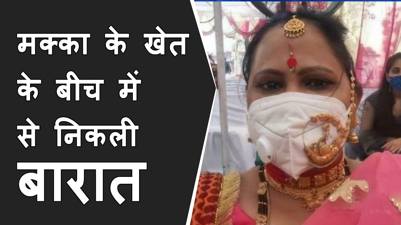 Viral Video : baarat came out of corn field during lockdown, मक्का के खेत के बीच में से निकली बारात