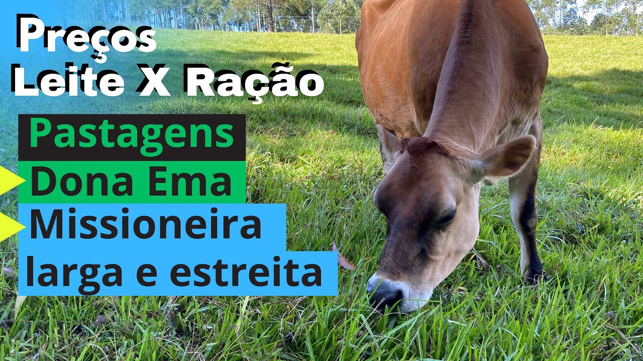 Preço ração x preço leite /Grama Dona Ema ,missioneira estreita e missioneira larga.