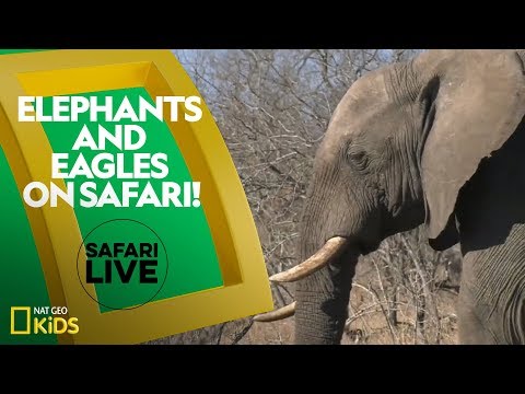 Elephants and eagles on safari