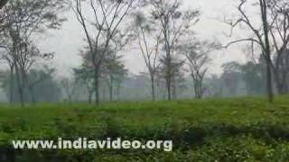 Durgabari tea estate in Bamutia, West Tripura