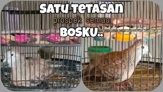 Download lagu WOW!!!! PERKUTUT BANGKOK UMUR 1,5 BULAN SUDAH BEGINI || RING JIHAN BIRD FARM mp3 Download lagu WOW!!!! PERKUTUT BANGKOK UMUR 1,5 BULAN SUDAH BEGINI || RING JIHAN BIRD FARM mp3