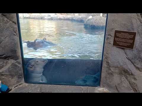 Hippos Bibi and baby Fritz seem very intrigued by small children at the zoo. 10/21/22
