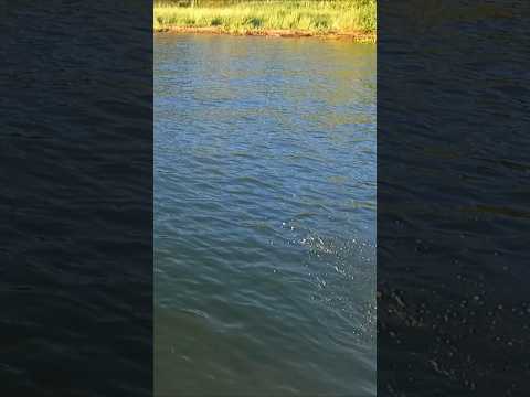 Com essa isca pega peixe até parado #pesca #pescaria #anaurilândia #rioparana #matogrossodosul