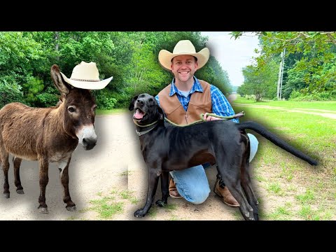 Smiling cowboy kneeling on a dirt road beside a black dog and a brown donkey wearing hats in a green countryside setting.