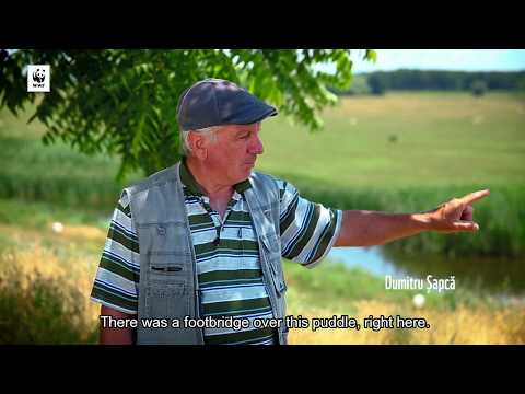 Lunca Dunării, Potelu, județul Olt