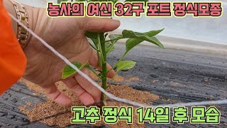 농사의 여신 모종 14일 후 모습, 키가 작으면 질소질 추가!!!