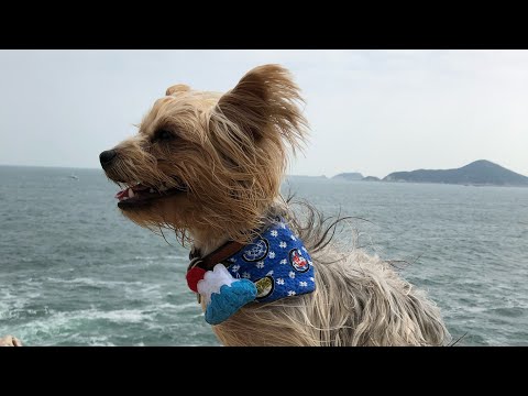 Kobe the Australian Silky Terrier Hiking to Cape D'Aguilar in Hong Kong