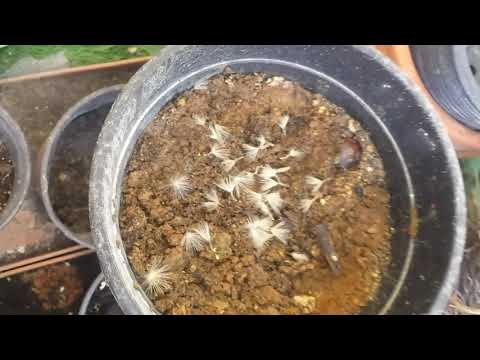 Kif tiżra l-galletti