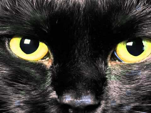 Video thumbnail for The Black Cat