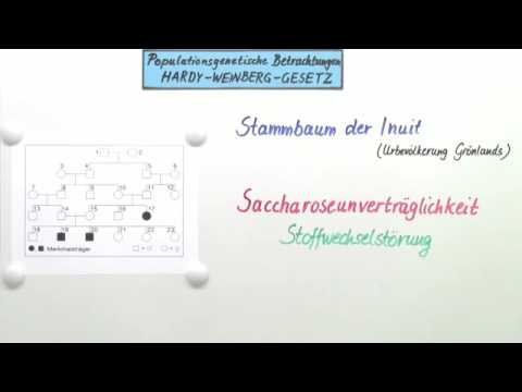 DAS HARDY-WEINBERG-GESETZ | Biologie | Genetik und Entwicklungsbiologie