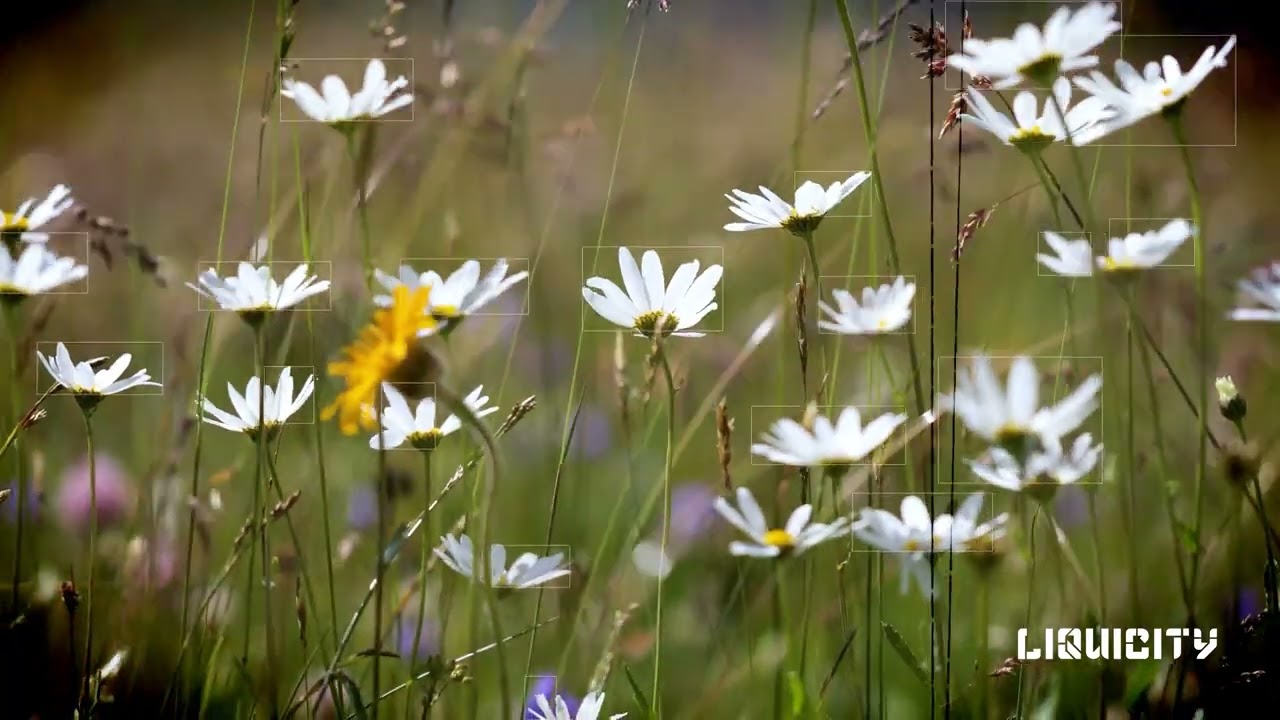 Edlan & Kintsuku - Leap of Faith