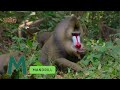 ABC Jungle Animals Song Fun And Educational Song For Kids Learn Abcd English And Animals