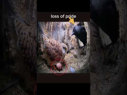 Mother's revenge is always brutal 💀 #shorts #status #short #viral #trending | Kestrel vs jackdaw