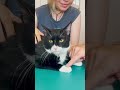 TUXEDO CAT CAN T DECIDE IF HE LIKES THE ADJUSTMENT ‍ Animal Chiropractor