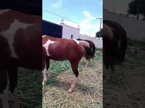 os caválos do português mineiros do Tietê