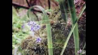 TOMMY MAKEM and LIAM CLANCY RAMBLES OF SPRING