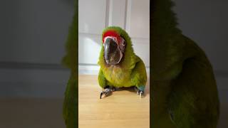 Great Green Macaw Baby Nodding