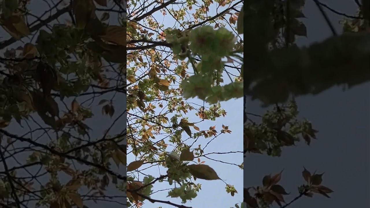 Spring Cherry Blossoms in Nara and Hyogo, Japan – HELLO JAPAN