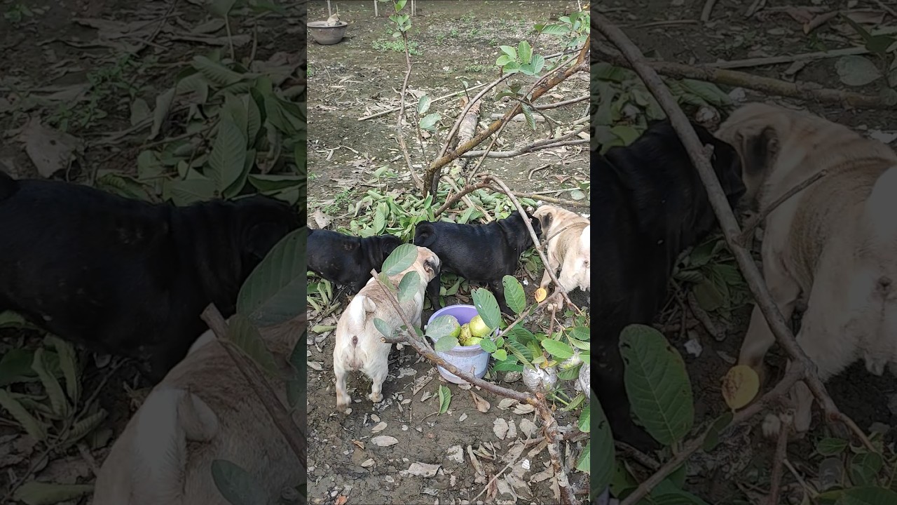 လာဆိုရင် လာလိုက်ပါ