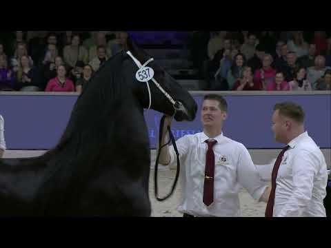 HK 2024 Kampioenskeuring jongere stamboekhengsten