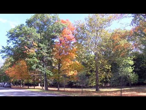 NJ Grover Cleveland Park’s Cool Morning & Fall Foliage Peak