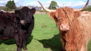 preview picture of video 'Autumn Close Up Video Highland Cows Scotland'