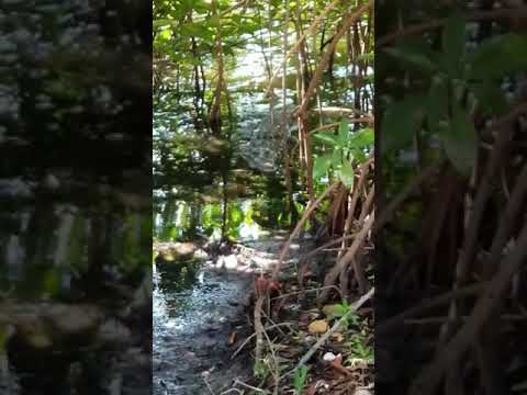 HUNGRY CROCODILE WANTS TO EAT ME! (MEXICO) REAL LIFE SWAMP MONSTER - 2019