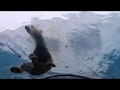 Detroit Zoo Heart Fest 2019 Polar Bear