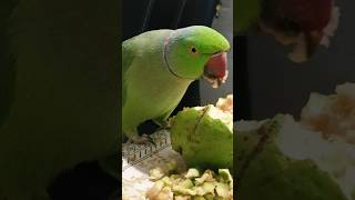 Download lagu Main Tota Mithu Mithu Karta Main Tota Main Tota Hindi Rhyme For Kids #maintota#parrot #hindirhymes mp3 Download lagu Main Tota Mithu Mithu Karta Main Tota Main Tota Hindi Rhyme For Kids #maintota#parrot #hindirhymes mp3