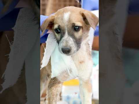 Healing Your Dog After an Accident
