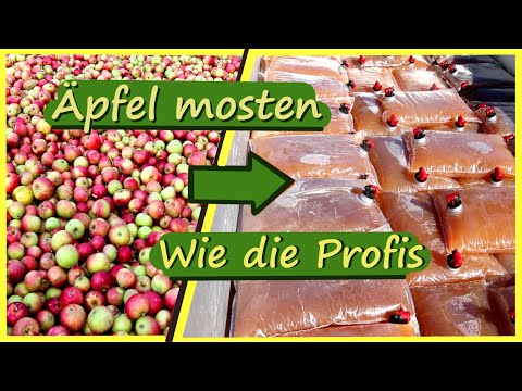 Äpfel mosten 🍎 Apfelsaft herstellen