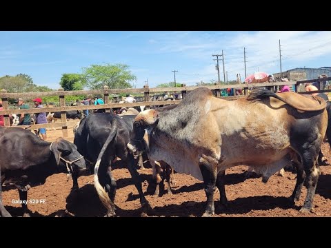 FEIRA DO GADO DE BUIQUE PERNAMBUCO 06/12/2025