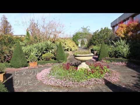 冬に花を咲かせる植物は何ですか?寒い季節にカラフルな庭を彩る人気の植物  庭園