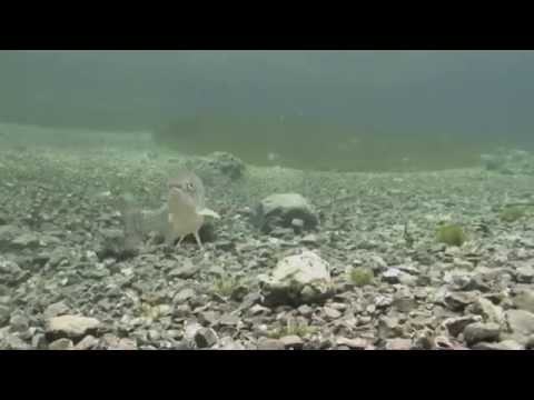 Tauchen in Tragöß Oberort