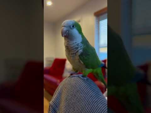 La vaca Lola 💚🦜 es su canción favorita 🫶 #pets #shortsvideo #shorts #pet #birds #animals #parrot