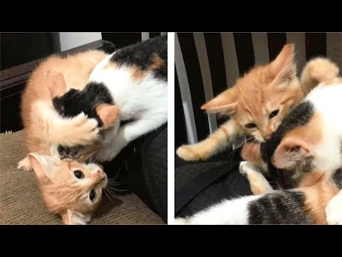 Cat Biting Kitten