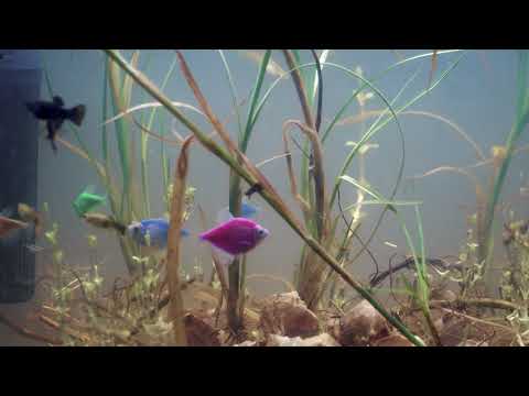 The Best 4K Aquarium for Relaxation 🐠 Sleep Relax Meditation Music 🐟