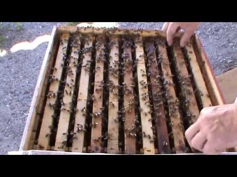 Queen bee selection How to make a quiet queen bee exchange Quality beehives Beekeeping for beginners