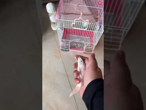 Dad Picks the Wrong House Every Time, Finally Finds Chutki’s Home! 😱😂 #shorts #trending #shortsfeed