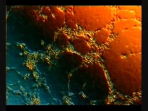 Mrekullia e krijimit të njeriut pjesa4   ALL LLAHU EHAD