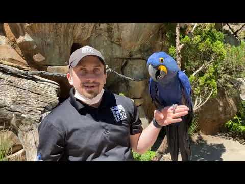 Home Safari – Rio World Parrot Day– Cincinnati Zoo