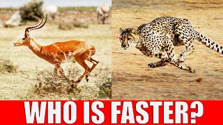 TOP 10 Fastest Animals in Africa - Fastest Runners in African Wildlife