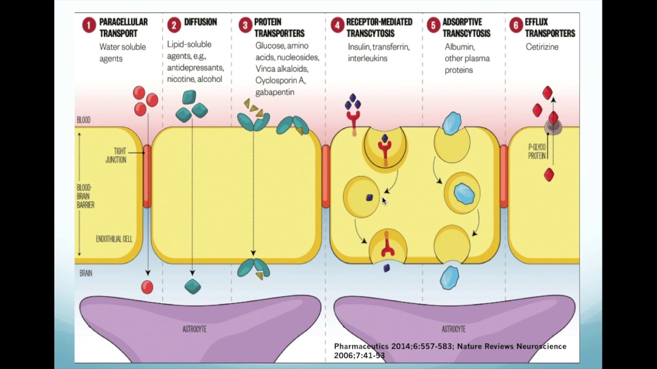 Barrera hematoencefálica y líquido cefalorraquídeo con Carlos Andrés García