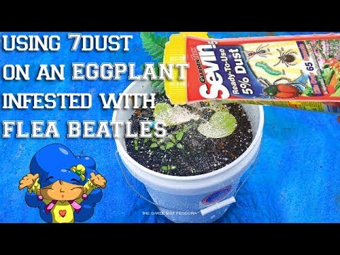 Using SEVIN DUST on EGGPLANT infested with FLEA BEETLES: THE GARDEN OF FEODORA
